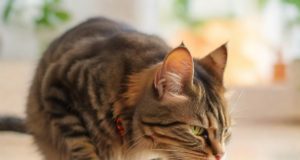 Cibi privi degli allergeni comuni per gatti: scelte alimentari di base Gatto che mangia cibo naturale