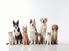 Depuratori d’aria per chi soffre di allergia al pelo degli animali domestici