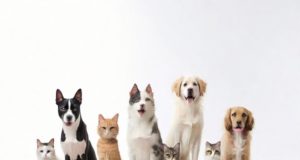 Depuratori d’aria per chi soffre di allergia al pelo degli animali domestici