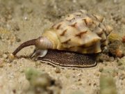 Curiosità sugli Invertebrati: Record del Mondo e Comportamenti Strani