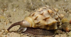 Curiosità sugli Invertebrati: Record del Mondo e Comportamenti Strani