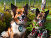 Collari GPS Prevenire la Perdita dei Cani