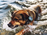 Collari GPS Resistenti allAcqua per Cani