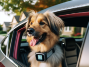 Collari GPS per Cani e Sicurezza in Viaggio