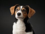 Guida Completa alla Pulizia delle Orecchie del Tuo Cane