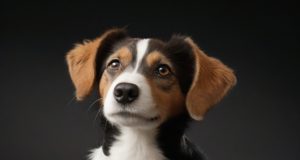 Guida Completa alla Pulizia delle Orecchie del Tuo Cane