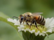 Conoscere le api solitarie