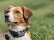 Collari GPS per Cani Caratteristiche e Specifiche