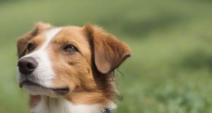 Collari GPS per Cani Caratteristiche e Specifiche