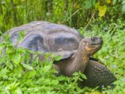 Tartaruga delle Galapagos