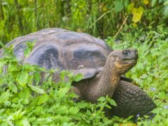 Tartaruga delle Galapagos