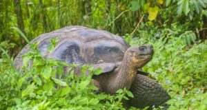 Tartaruga delle Galapagos