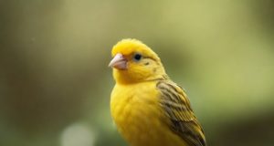 Il canarino, una bellezza da mantenere libera