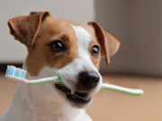 Come posso pulire i denti del mio cane?