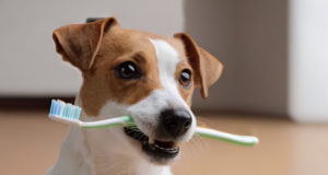 Come posso pulire i denti del mio cane?