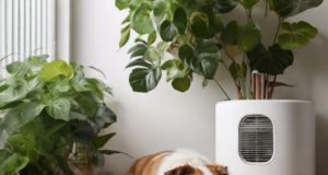 Purificatori d’Aria per Chi Ha Animali in Casa: Una Guida Completa
