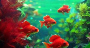Come scegliere la vasca per il pesce rosso.