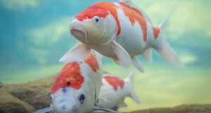 Pesce Koi