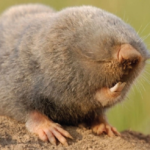 Ratto talpa