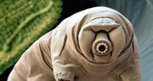Tardigradi