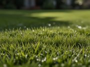 La cura del prato Un prato lussureggiante