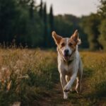 addestramento_canino_5