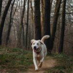 addestramento_canino_6