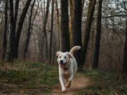 L’Universo Canino: Dal Comportamento alla Comunicazione per un Addestramento Efficace e Felice