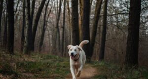 L’Addestramento Canino: Dalle Prime Coccole ai Trucchi da Maestro e Oltre