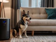 Respira Sereno: La Guida Completa ai Purificatori d’Aria per Amici a Quattro Zampe e i Loro Umani