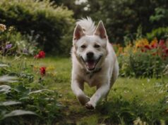 Il Manuale del Benessere Canino: Dall’Alimentazione all’Alta Tecnologia per un Amico a Quattro Zampe Felice e Sano