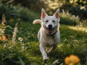 Vita da Cane: Benessere, Attività e Cura per un Amico a Quattro Zampe Felice