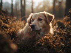 Il Fischietto Ultrasonico: Un Ponte Sonoro tra Uomo e Cane per un Legame Indissolubile