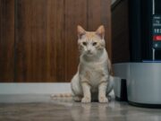 Il Futuro della Pulizia Feline: Guida Completa alle Lettiere Autopulenti