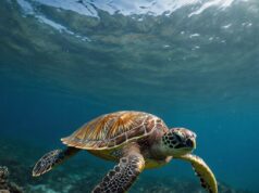 La Vita Segreta delle Tartarughe Marine: Cosa Non Sappiamo Ancora