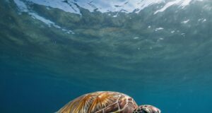 La Vita Segreta delle Tartarughe Marine: Cosa Non Sappiamo Ancora